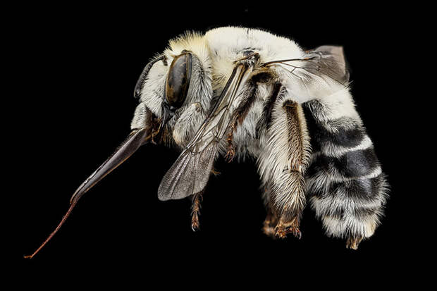 macro-bee-portraits-by-sam-droege