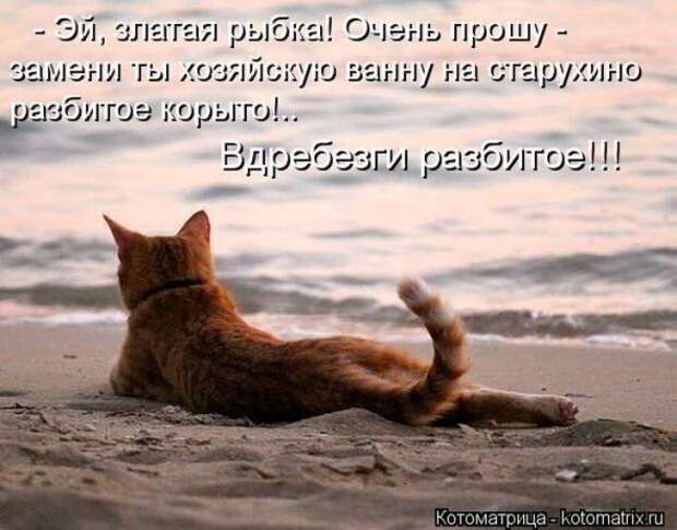 Котоматрицы(картинки с надписями)