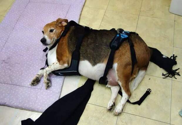 4. Кейл Чипс, 38-килограммовый бигль  животные, ожирение, собака