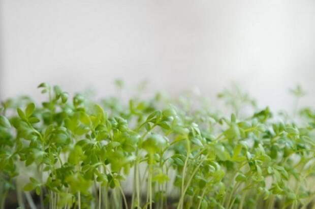 выращиваем растения вместе с детьми дома кресс салат
