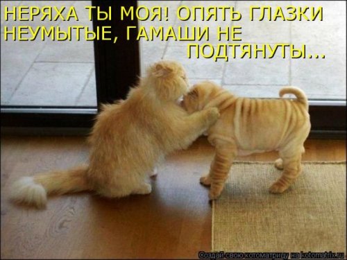 Новая котоматрица за неделю