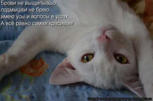 Милая котоматрица
