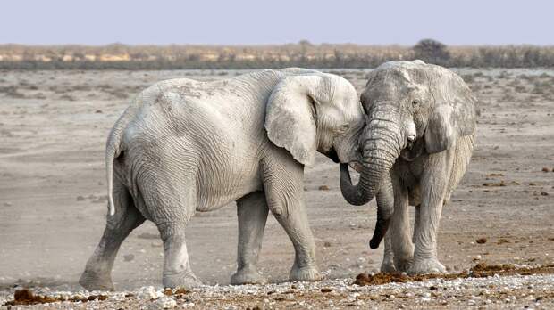 Слон, Африка, Намибия, Природы, Сухой