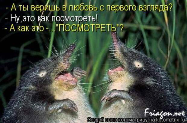 Котоматрица про Любовь