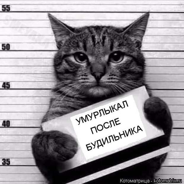 Лучшие котоматрицы недели (50 фото)