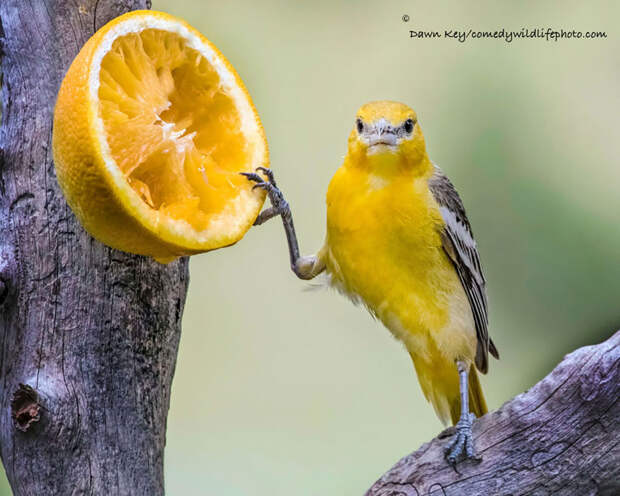comedy-wildlife-photography-awards-2016-9-57f103ae0c515__880