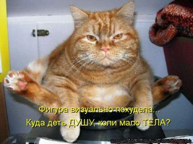 Она приходит... котЭматрикс!