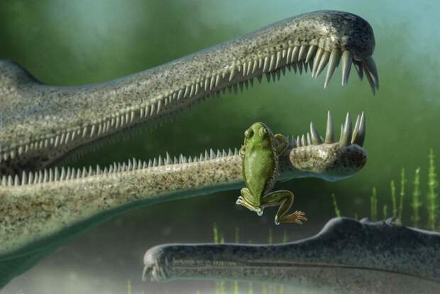 Обнаружен древний родственник лягушек возрастом 216 млн лет