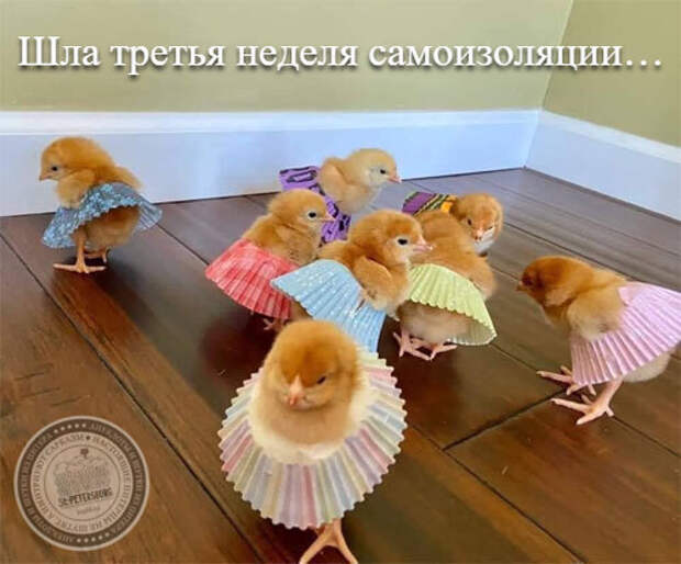 Шла третья неделя самоизоляции