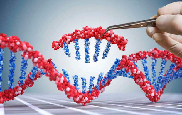 Гены долголетия: Ученые раскрыли, на что мы действительно можем повлиять