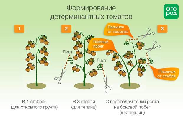 Схема формирования помидоров детерминантных сортов