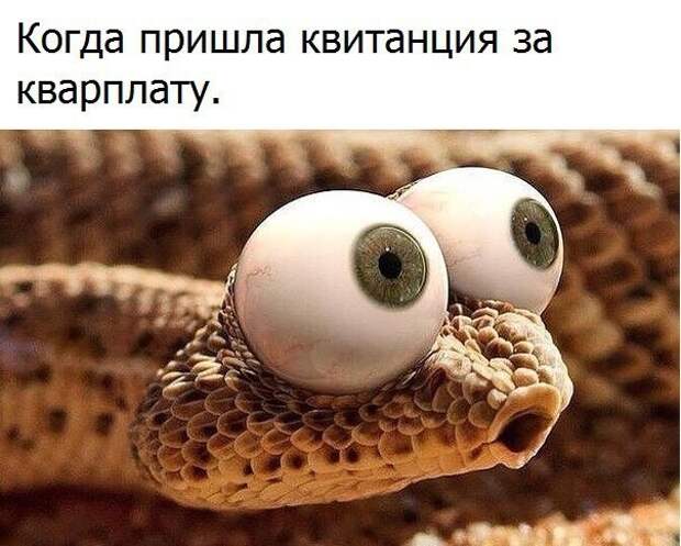 Смешные картинки с надписями прикол, юмор
