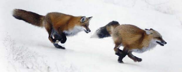 Охота на лисицу