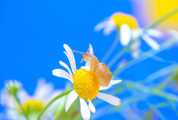 Улитки