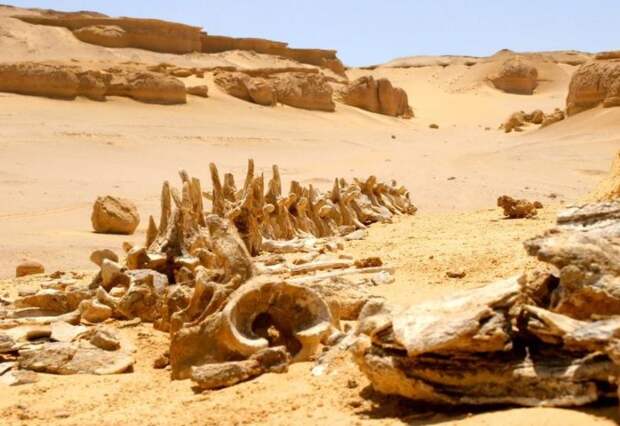 В Египте есть Китовая долина, в которой до сих пор сохранились окаменелости 15-метровых китов / Фото: travelask.ru