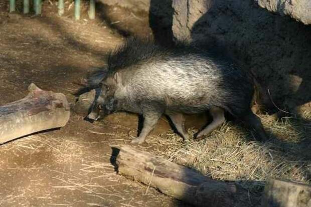 Редкие вымирающие животные: Висайская бородавчатая свинья (Sus cebifrons) дикая природа, животные, красная книга, редкие животные