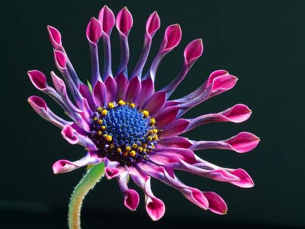 Остеоспермум – красивейшее декоративное растение