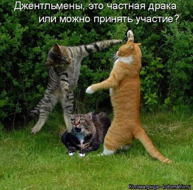 Свежая котоматрица для настроения (32 фото)