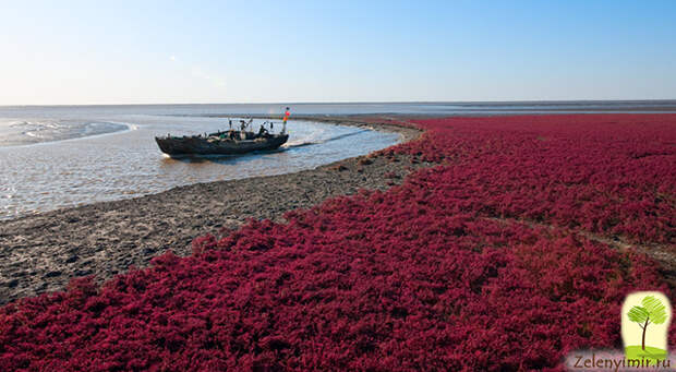 panjin red beach фото