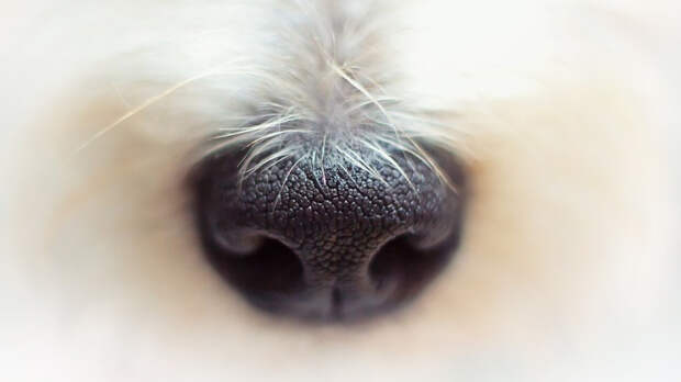 Невероятно одаренные: топ-10 самых умных пород собак