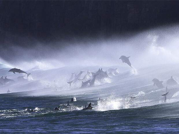 dolphins10 dolphins10 Самые удивительные факты о дельфинах