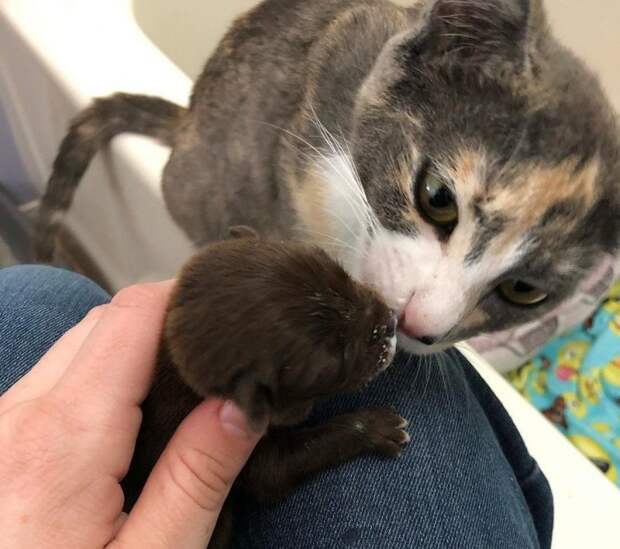 Кошачья мать усыновила брошенного щеночка, который так нуждался в любви история, история спасения, котята, кошка, кошки, спасение животных, трогательно, щенки, щенок