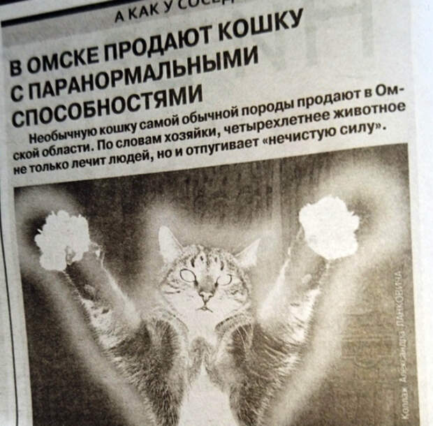 Кошка, которая знает все. | Фото: Обалденно.