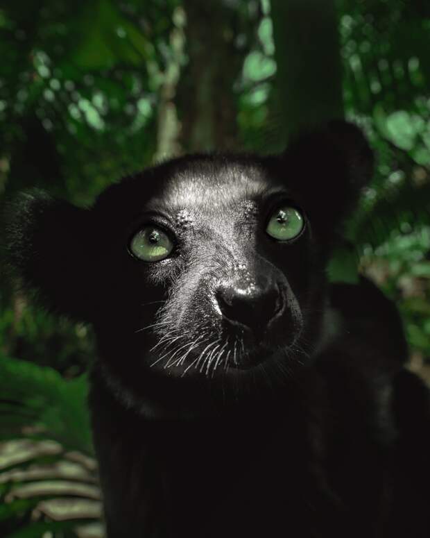 Необыкновенной красоты портреты эндемичных представителей дикой природы Мадагаскара