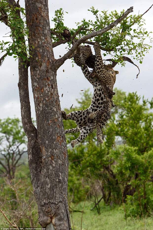 Леопард стаскивает с дерева легкую добычу животные, каннибал, леопард