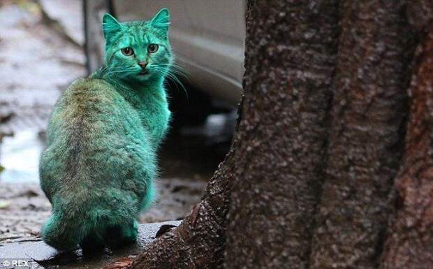 Yeni Fenomenimiz Yeşil Kedi ve Akıllara Zarar Hikayesi Cats, Animals, Stray cat