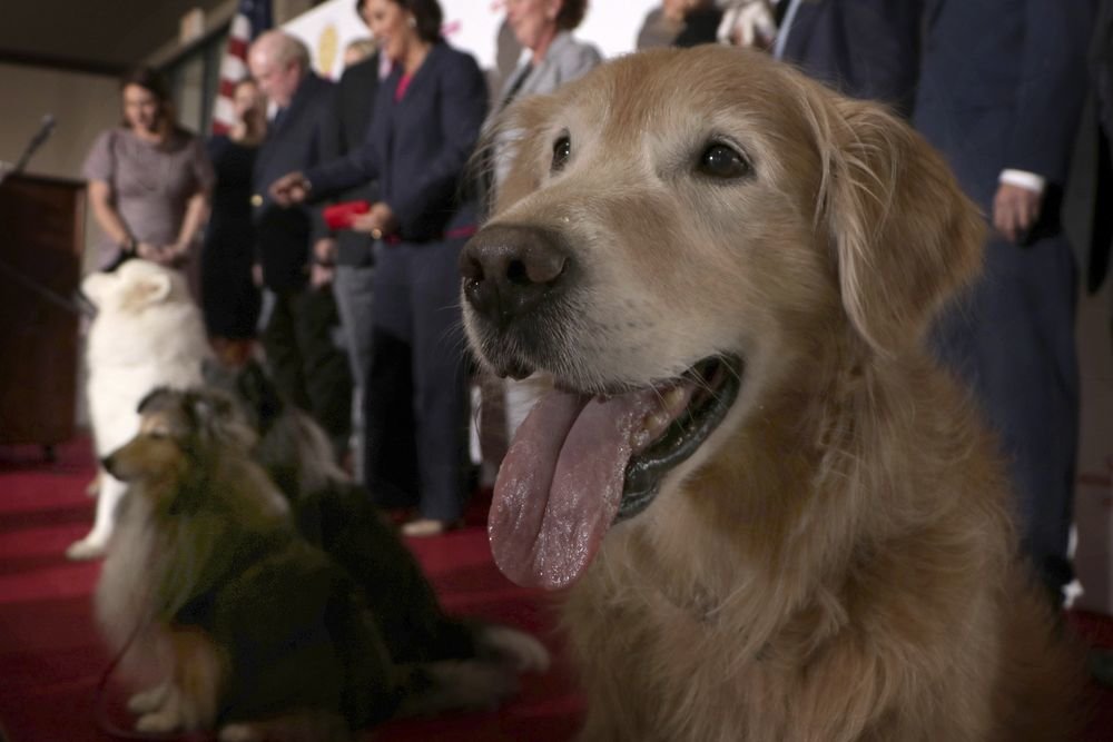Фото: Tom Uhlman/AP Images for Royal Canin and Eukanuba В Роскачестве выяснили, из чего делают корм для собак