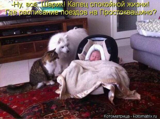 Котоматрицы(картинки с надписями)