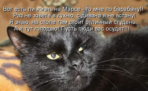 Лучшие котоматрицы недели Лучшие котоматрицы недели