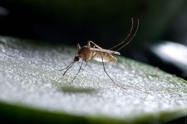 Комары (разносят малярию) — 725 000 живнотые, опасность, статистика, фишка