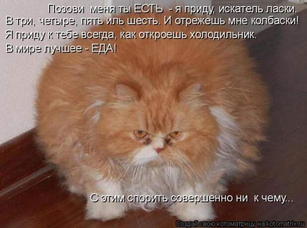 Лучшие котоматрицы недели (50 фото)