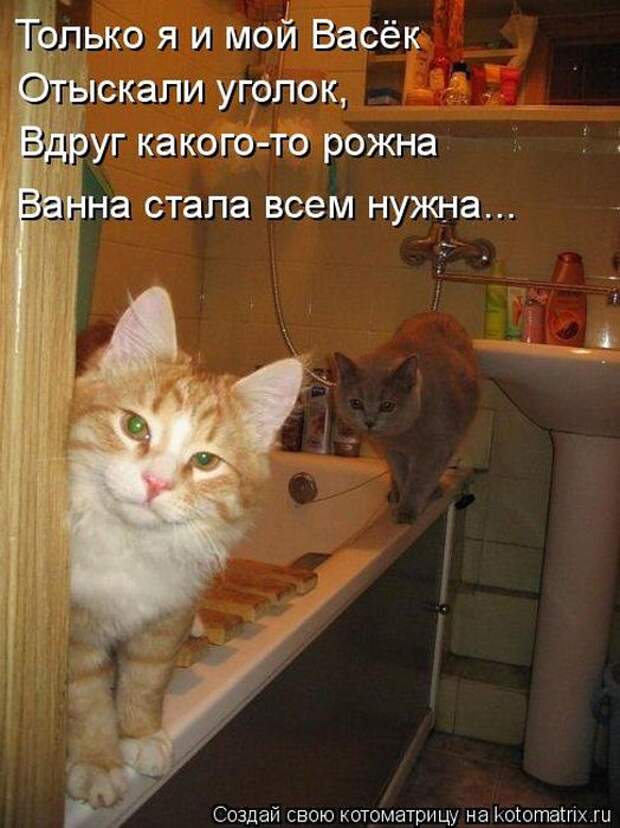 Лучшие котоматрицы недели (50 фото)