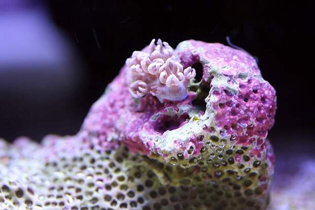 macroshots08 macroshots08 Удивительная макросъемка кораллов