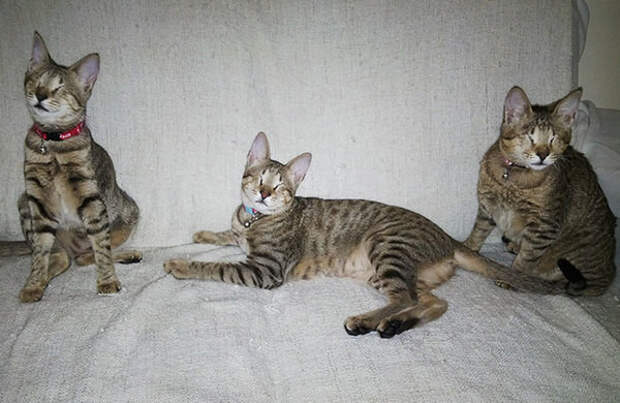 Три слепых кота доброта, кот, слепой, три слепых кота
