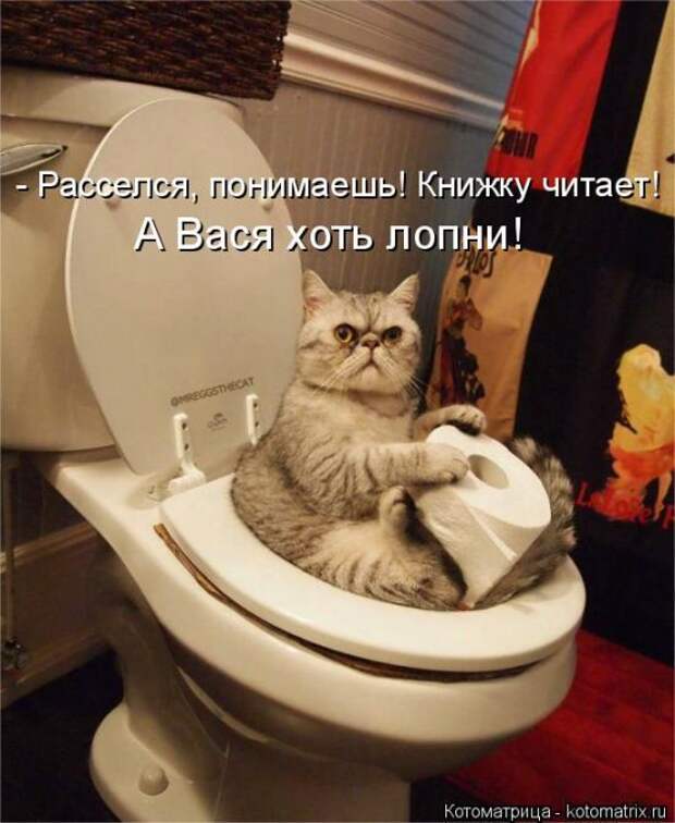 Забавные животные (50 фото)