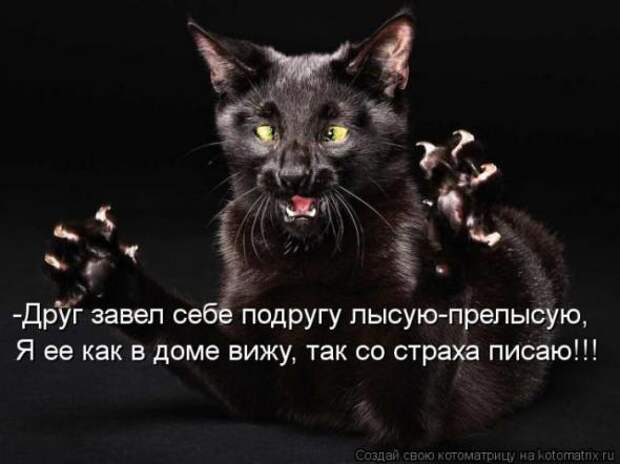 Котоматрицы(картинки с надписями)