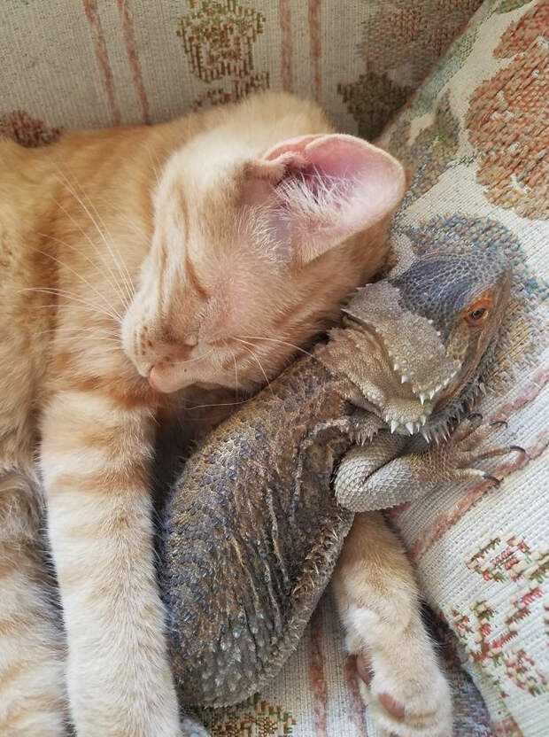Котики и ящерицы, которые смогли стать друзьями