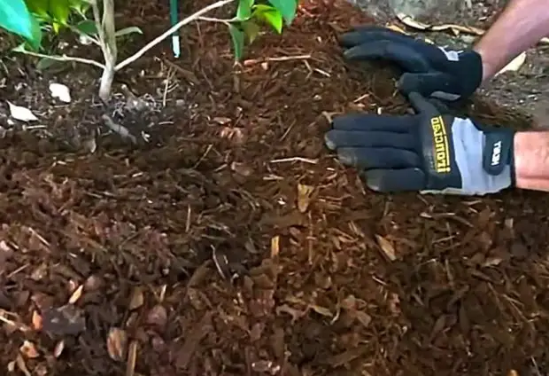 Сосновая кора под перцы и томаты. Никаких проблем у Вас больше не будет. Вот как правильно её использовать