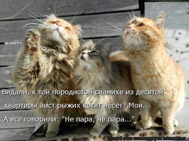 Лучшие котоматрицы недели (50 фото)