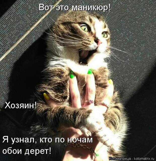 Лучшие котоматрицы недели (50 фото)