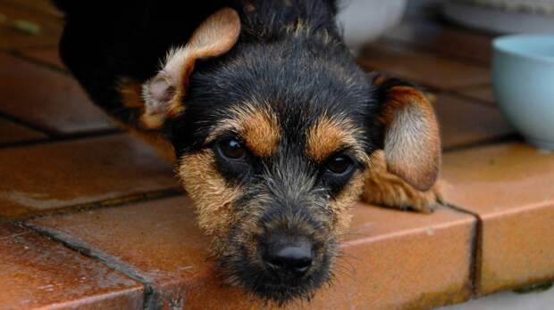 «Не хочу заморачиваться с плясками вокруг течки» - один из самых распространенных мотивов стерилизации. А если еще и убежит? Фото congerdesign/Pixabay