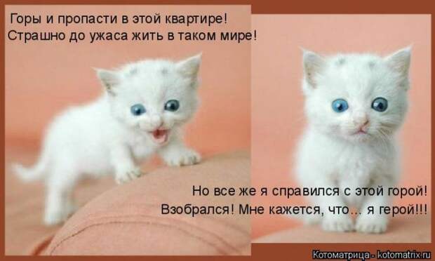 Лучшие котоматрицы недели (50 фото)