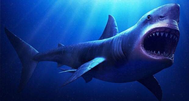 Акула — 10 живнотые, опасность, статистика, фишка