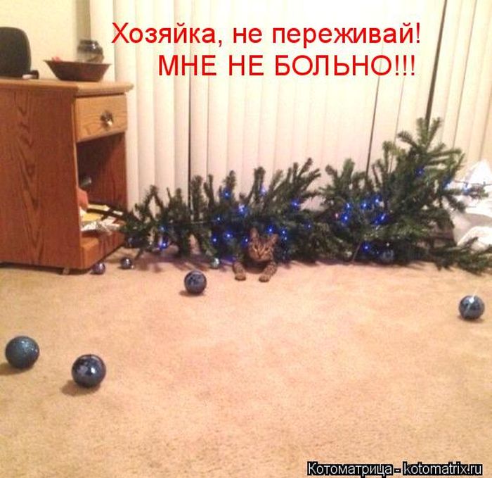 Лучшие котоматрицы недели (50 фото)