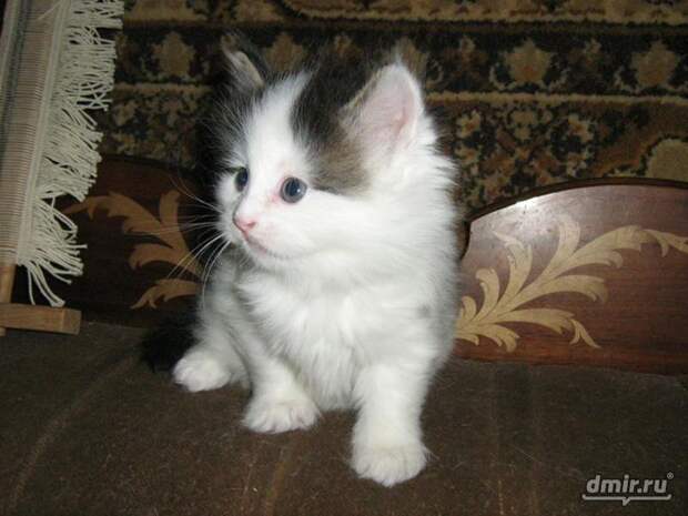 Картинки по запросу фото бело-черный котенок