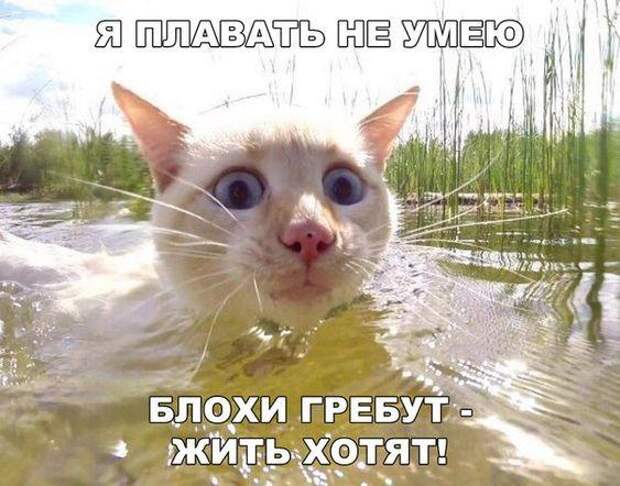 Угарные свежие картинки с надписями (среда)